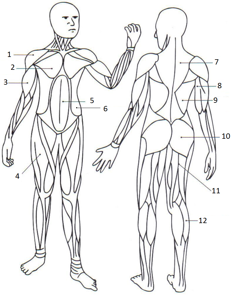 Анатомия 19. Анатомические раскраски мышцы. Мышцы раскраска анатомия. Мышцы человека раскраска. Мышечная система человека раскраска.