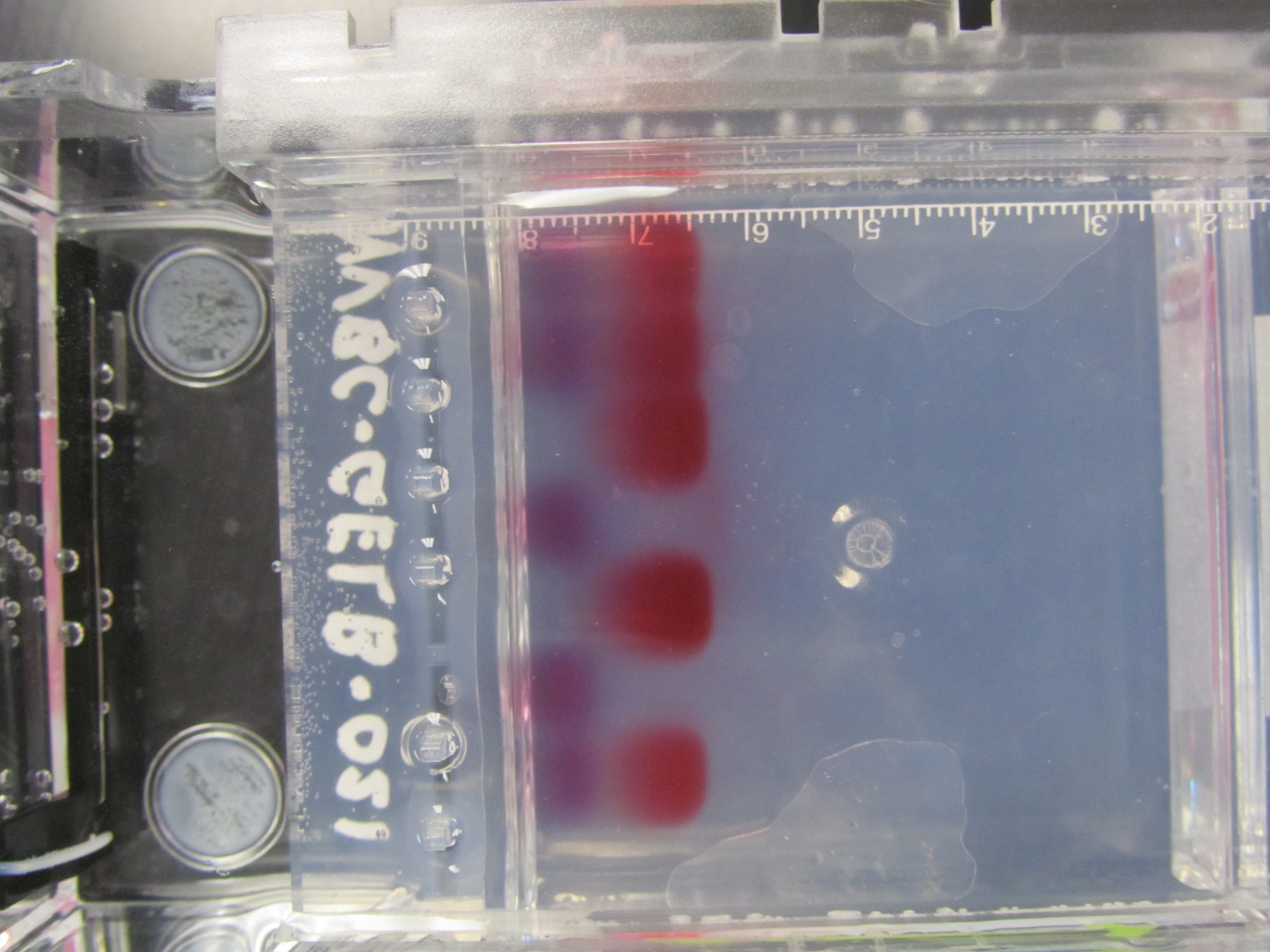 Dye Gel Electrophoresis