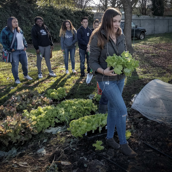 Planting Lettuce FGF