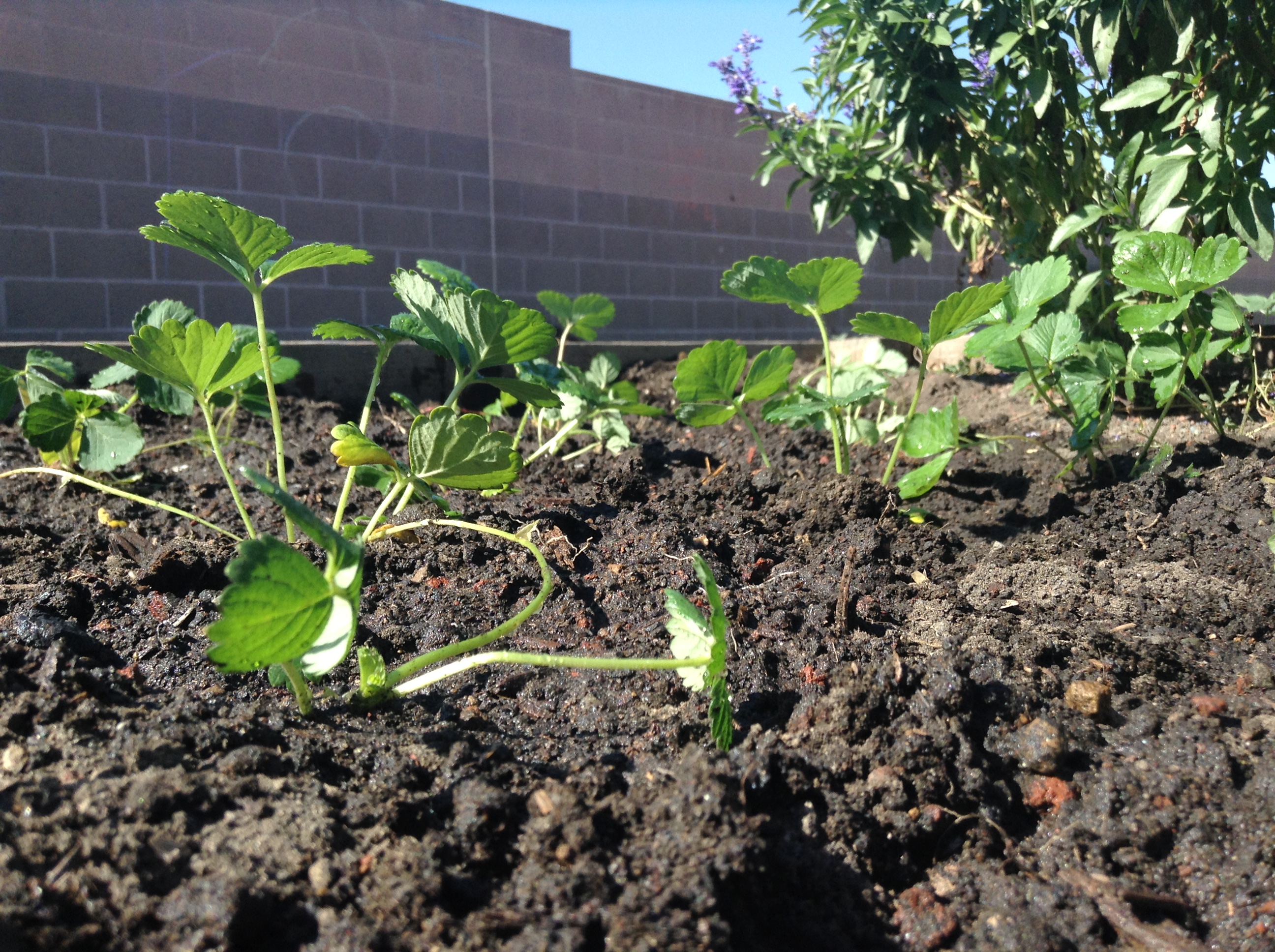 Strawberries!