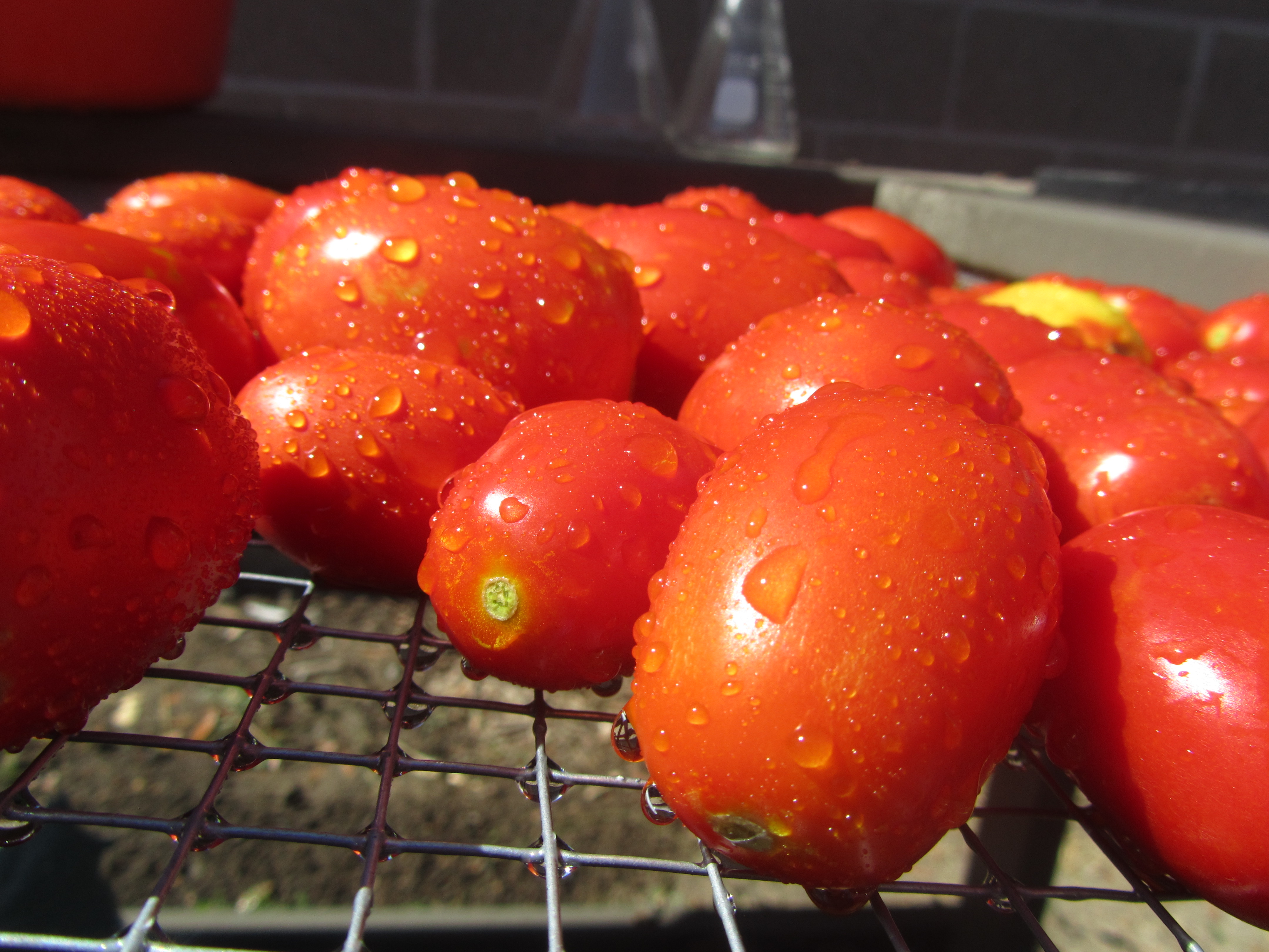 Our delicious tomatos