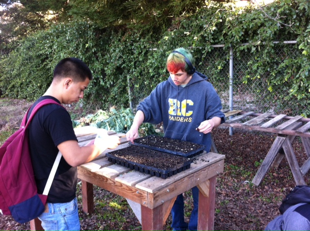 Planting Zuccini Seeds