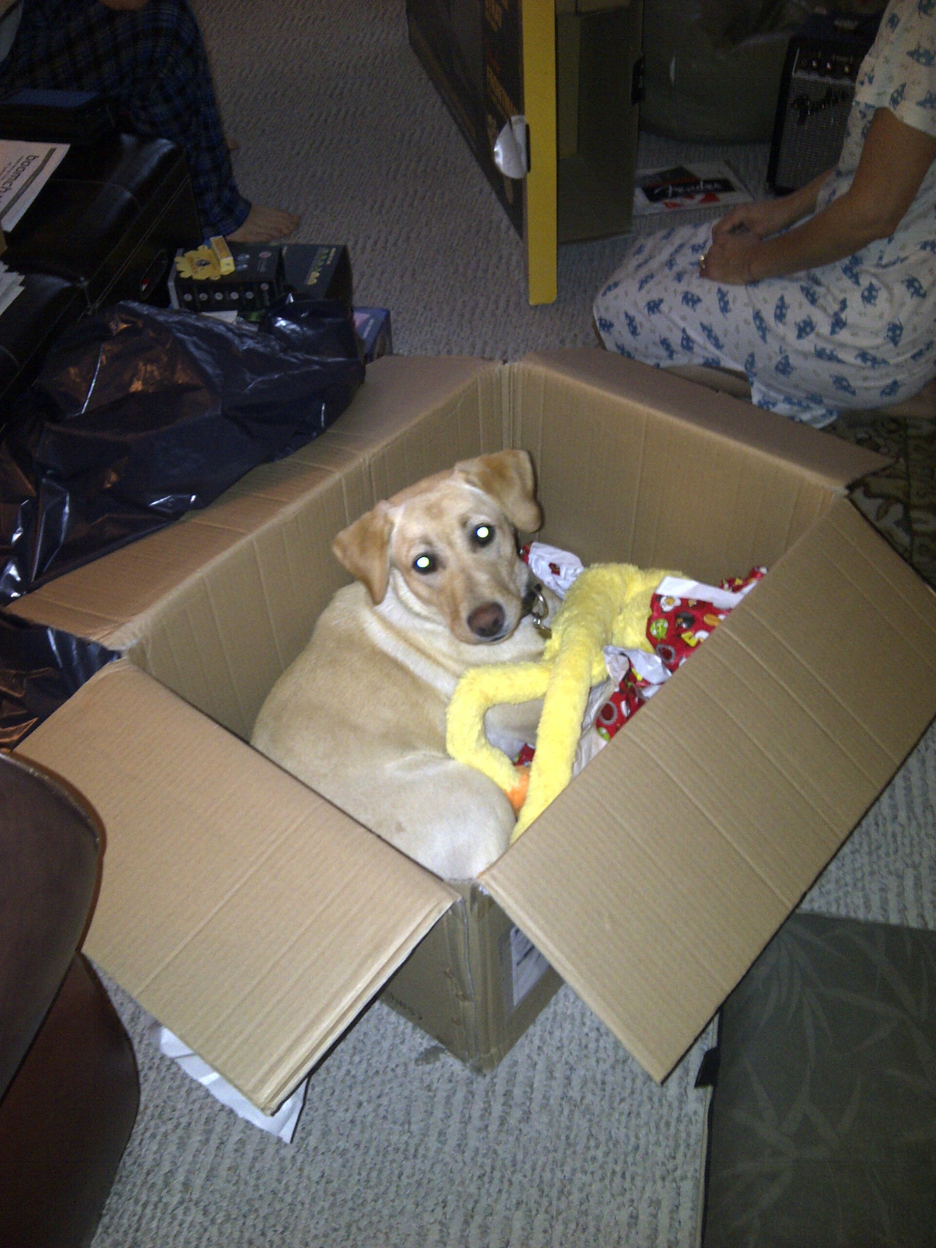 dog in box